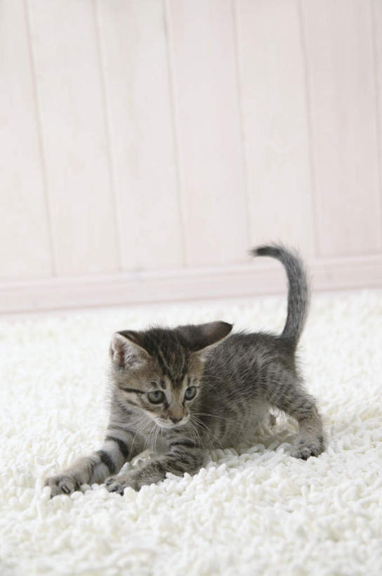 无人,竖图,室内,特写,白天,正面,宠物,虎斑猫,猫,纺织品,花纹,装饰,毛毯,毯子,扭头,注视,纺织,一只,白色,灰色,动物,垫子,观察,看,趴着,转头,温暖,可爱,摄影,影棚,观看,华丽,修饰,点缀,察看,关注,斑纹,猫咪,衬托,美观,雅致,雅观,趴,彩图,全身,影棚拍摄,拍摄