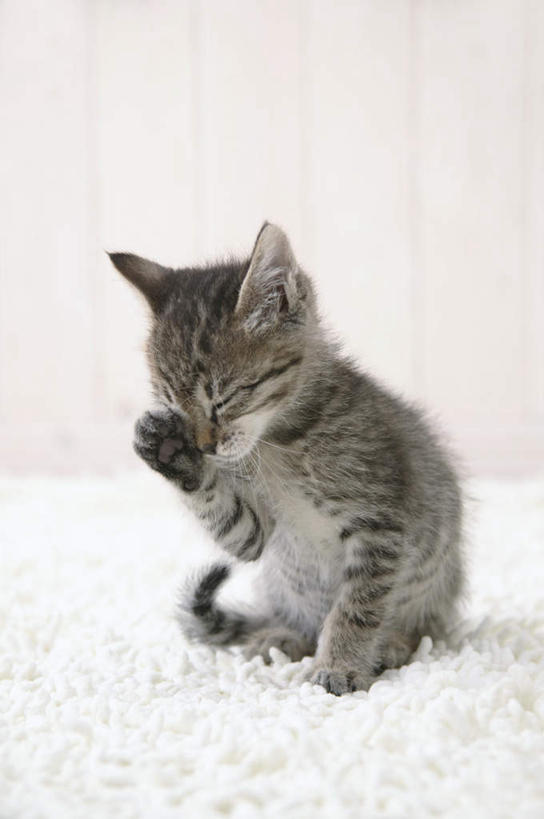 无人,坐,闭眼,竖图,室内,特写,白天,正面,宠物,虎斑猫,猫,纺织品,花纹,装饰,毛毯,毯子,纺织,一只,白色,灰色,动物,垫子,温暖,可爱,舔,摄影,影棚,华丽,修饰,点缀,斑纹,猫咪,衬托,美观,雅致,雅观,闭眼睛,闭着眼,闭着眼睛,坐着,彩图,全身,影棚拍摄,拍摄