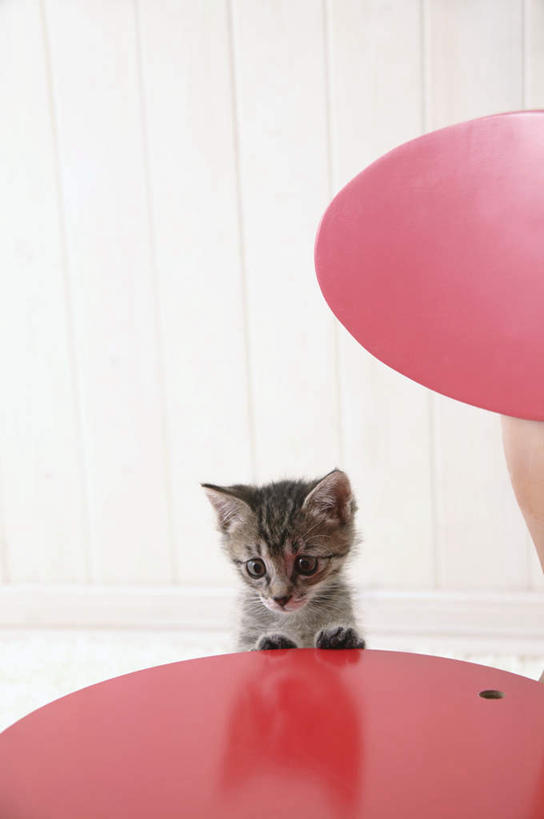 无人,站,竖图,室内,特写,白天,正面,宠物,虎斑猫,猫,椅子,纺织品,花纹,装饰,毛毯,毯子,木椅,注视,纺织,一只,红色,白色,灰色,动物,垫子,观察,看,趴着,站着,温暖,可爱,摄影,影棚,观看,华丽,修饰,点缀,察看,关注,斑纹,猫咪,衬托,美观,雅致,雅观,趴,站立,半身,彩图,影棚拍摄,拍摄