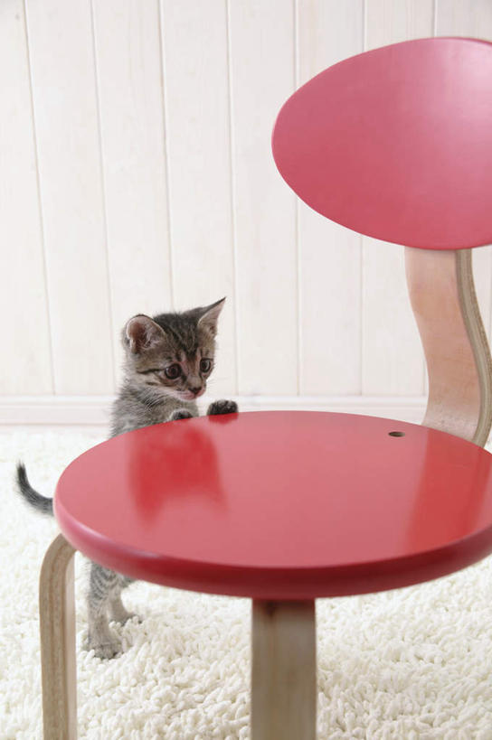 无人,站,竖图,室内,特写,白天,正面,宠物,虎斑猫,猫,椅子,纺织品,花纹,装饰,毛毯,毯子,木椅,注视,纺织,一只,红色,白色,灰色,动物,垫子,观察,看,趴着,站着,温暖,可爱,摄影,影棚,观看,华丽,修饰,点缀,察看,关注,斑纹,猫咪,衬托,美观,雅致,雅观,趴,站立,彩图,全身,影棚拍摄,拍摄