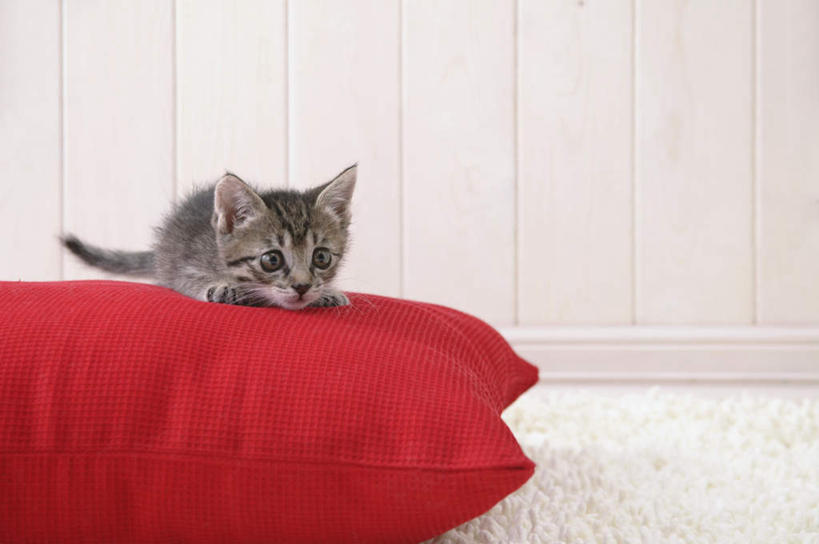 无人,横图,室内,特写,白天,正面,靠垫,宠物,虎斑猫,猫,纺织品,花纹,装饰,毛毯,毯子,靠枕,注视,纺织,一只,红色,白色,灰色,动物,垫子,枕头,观察,看,趴着,温暖,可爱,摄影,影棚,观看,华丽,修饰,点缀,察看,关注,斑纹,猫咪,衬托,美观,雅致,雅观,趴,彩图,全身,影棚拍摄,拍摄