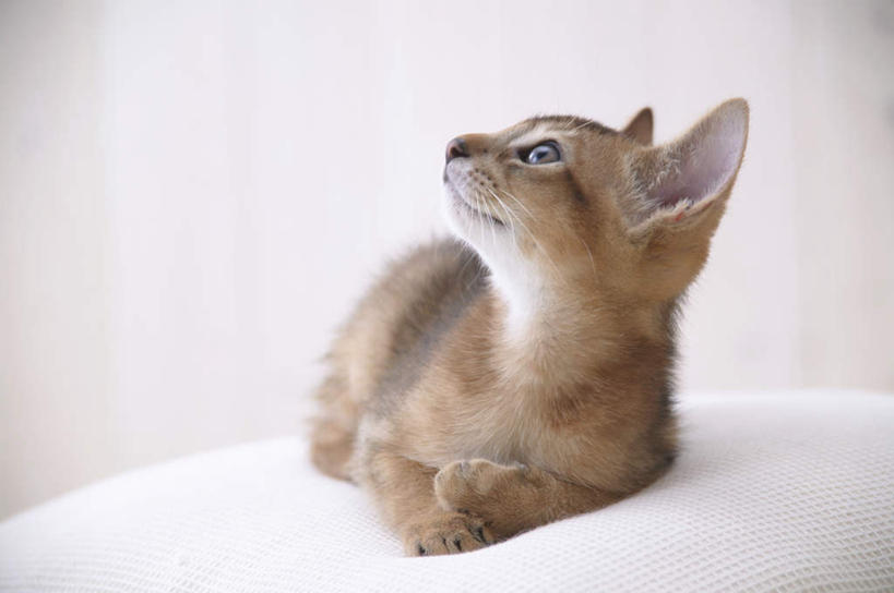 无人,横图,室内,特写,白天,正面,靠垫,宠物,猫,神话,靠枕,注视,一个,一只,白色,动物,抱枕,枕头,观察,看,趴着,可爱,摄影,阿比西尼亚猫,影棚,单个,观看,察看,关注,猫咪,趴,抬头,仰头,彩图,全身,影棚拍摄,拍摄