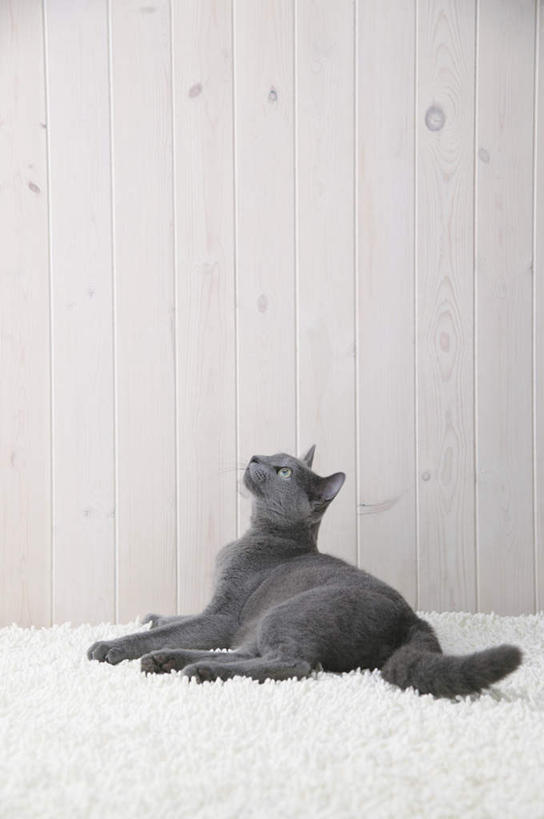 无人,躺,竖图,室内,特写,白天,侧面,宠物,猫,纺织品,装饰,毛毯,毯子,俄罗斯蓝猫,注视,纺织,一只,白色,动物,垫子,观察,看,温暖,可爱,摄影,影棚,观看,华丽,修饰,点缀,察看,关注,衬托,美观,雅致,雅观,阿契安吉蓝猫,俄国蓝猫,马耳他猫,卧着,躺着,卧,彩图,全身,影棚拍摄,拍摄