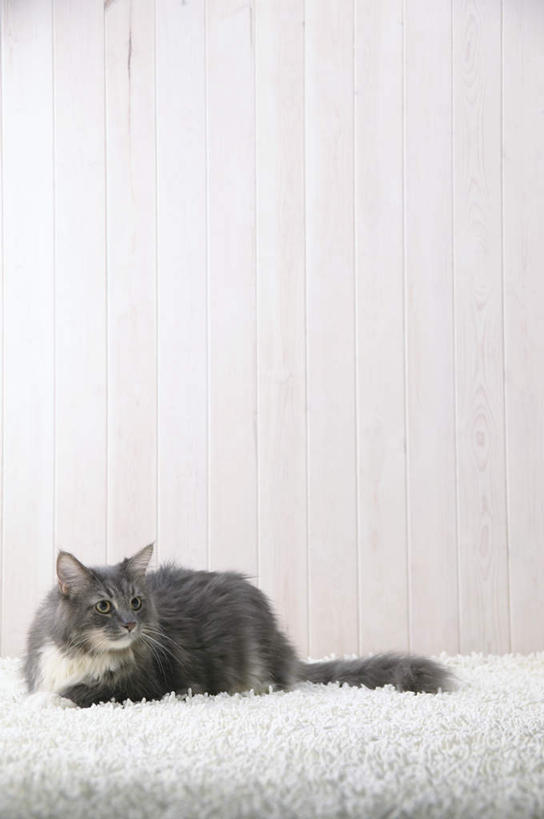 无人,竖图,室内,特写,白天,侧面,宠物,猫,纺织品,装饰,毛毯,毯子,扭头,注视,纺织,一只,白色,动物,垫子,观察,看,趴着,转头,温暖,可爱,摄影,影棚,观看,华丽,修饰,点缀,察看,关注,猫咪,缅因库恩猫,衬托,美观,雅致,雅观,缅因猫,趴,彩图,全身,影棚拍摄,拍摄