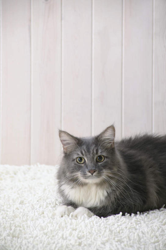 无人,竖图,室内,特写,白天,正面,宠物,猫,纺织品,装饰,毛毯,毯子,注视,纺织,一只,白色,动物,垫子,观察,看,趴着,温暖,可爱,摄影,影棚,观看,华丽,修饰,点缀,察看,关注,猫咪,缅因库恩猫,衬托,美观,雅致,雅观,缅因猫,趴,半身,彩图,影棚拍摄,拍摄