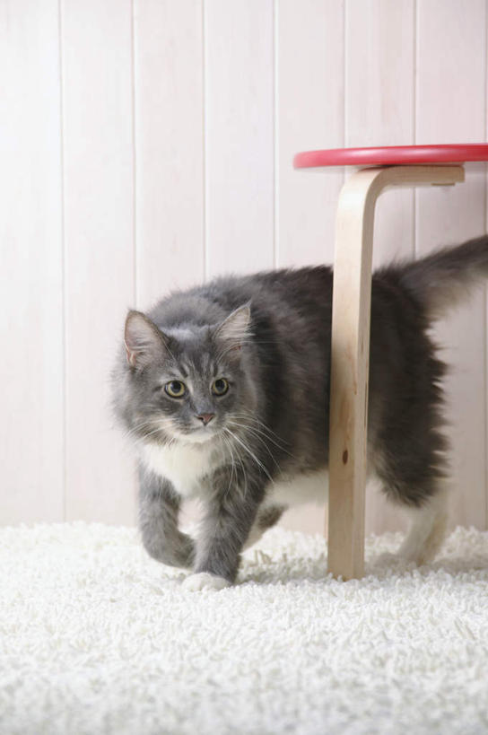 无人,站,竖图,室内,特写,白天,正面,宠物,猫,椅子,纺织品,装饰,毛毯,毯子,木椅,注视,纺织,一只,红色,白色,动物,垫子,观察,看,站着,温暖,可爱,摄影,影棚,观看,华丽,修饰,点缀,察看,关注,猫咪,缅因库恩猫,衬托,美观,雅致,雅观,缅因猫,站立,半身,彩图,影棚拍摄,拍摄