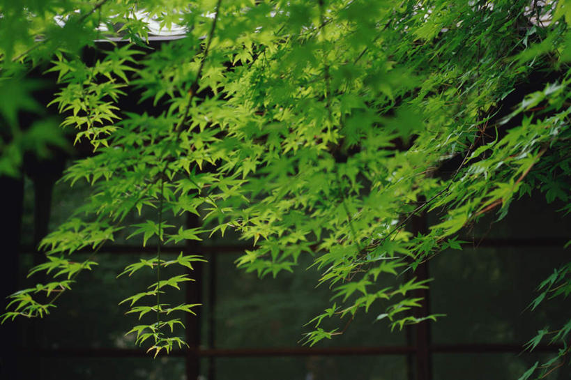 无人,横图,室外,白天,正面,旅游,度假,美景,植物,枫树,叶子,阴影,光线,影子,墙,景观,绿叶,娱乐,墙壁,墙面,树,树木,绿色,天空,阳光,自然,天,享受,休闲,嫩叶,景色,放松,生长,成长,自然风光,槭树,日本红枫,日本红丝带,叶,叶片,彩图