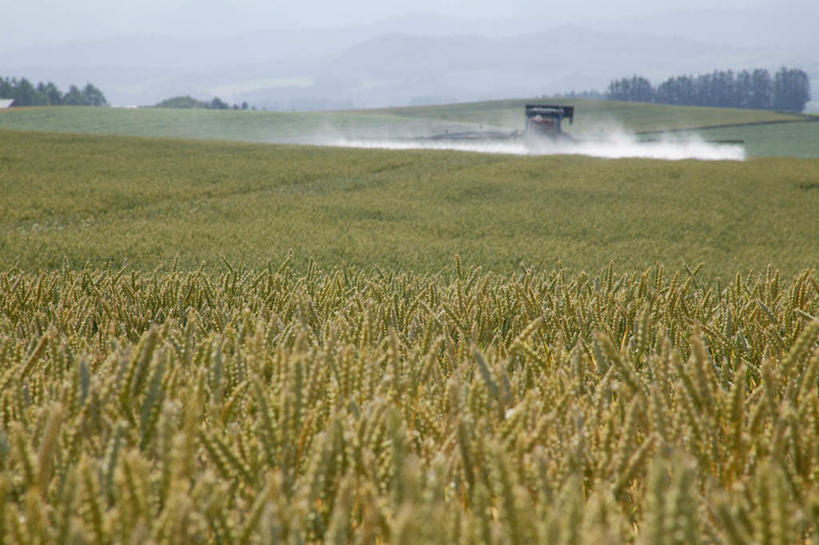无人,农田,横图,室外,白天,正面,旅游,度假,庄稼,小麦,美景,北海道,日本,亚洲,阴影,飞溅,溅,光线,影子,景观,麦穗,娱乐,蓝色,蓝天,天空,阳光,自然,药水,天,享受,休闲,景色,放松,喷洒,自然风光,东亚,日本国,北海道地方,北海道岛,彩图,耕地,庄稼田