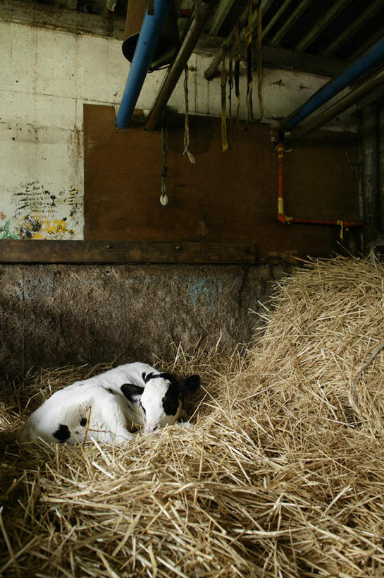 无人,农场,栏杆,竖图,室内,白天,正面,畜牧业,牧场,牛,围栏,干草,注视,护栏,一只,动物,观察,看,趴着,家畜,牲畜,幼崽,观看,察看,关注,畜牧,牧业,趴,彩图,全身