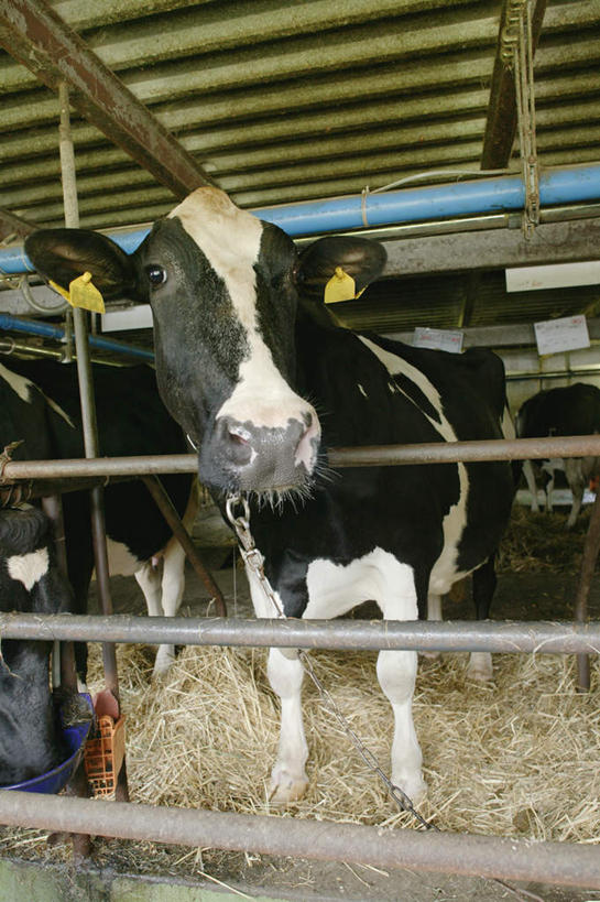 无人,农场,栏杆,站,竖图,室内,白天,正面,畜牧业,牧场,牛,花纹,围栏,干草,乳牛,注视,护栏,一只,动物,观察,看,站着,家畜,牲畜,观看,察看,关注,斑纹,畜牧,牧业,奶牛,站立,彩图,全身