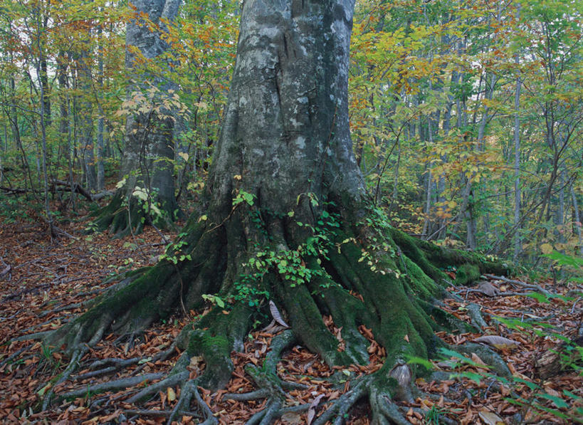 无人,横图,室外,白天,正面,旅游,度假,美景,森林,树林,植物,日本,亚洲,景观,苔藓,娱乐,树,树木,绿色,自然,享受,休闲,景色,放松,生长,成长,自然风光,东亚,本州,本州岛,日本国,青森,青森县,东北地方,白神山地,彩图