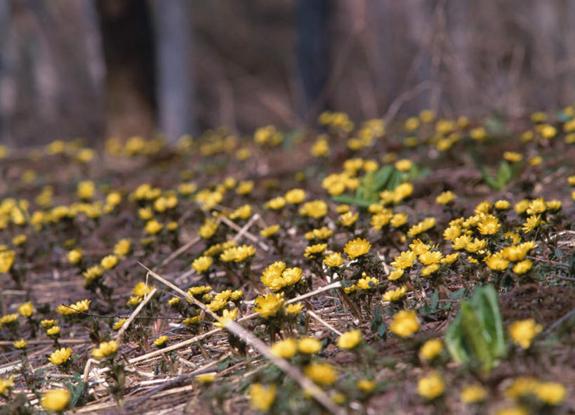 无人,横图,室外,白天,正面,旅游,度假,美景,长野县,日本,亚洲,朦胧,模糊,盛开,景观,花蕾,娱乐,花,花瓣,花朵,鲜花,黄色,自然,花苞,花蕊,享受,休闲,景色,放松,自然风光,东亚,本州,本州岛,日本国,中部地方,长野,彩图