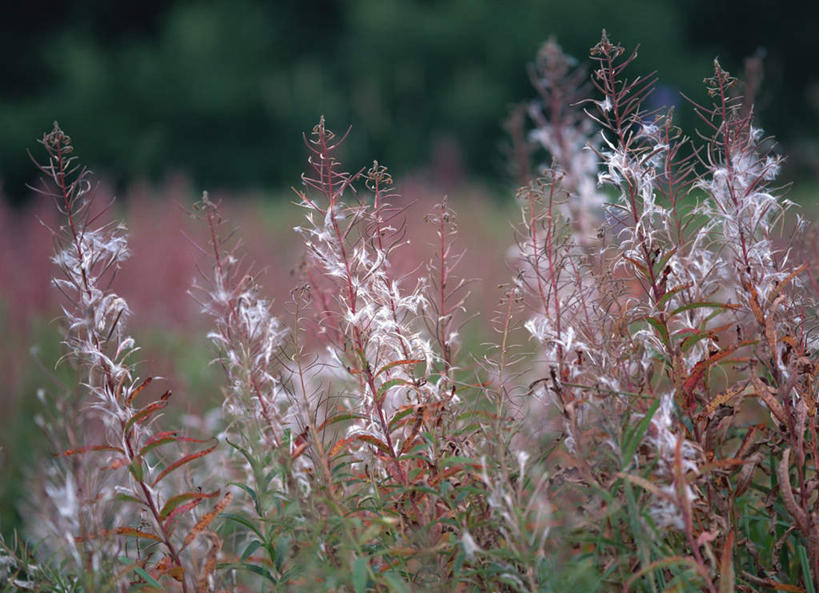 无人,横图,室外,白天,正面,旅游,度假,美景,日本,亚洲,朦胧,模糊,盛开,景观,花蕾,娱乐,花,花瓣,花朵,鲜花,白色,自然,花苞,花蕊,享受,休闲,景色,放松,自然风光,东亚,本州,本州岛,日本国,近畿地方,近畿,滋贺,滋贺县,彩图
