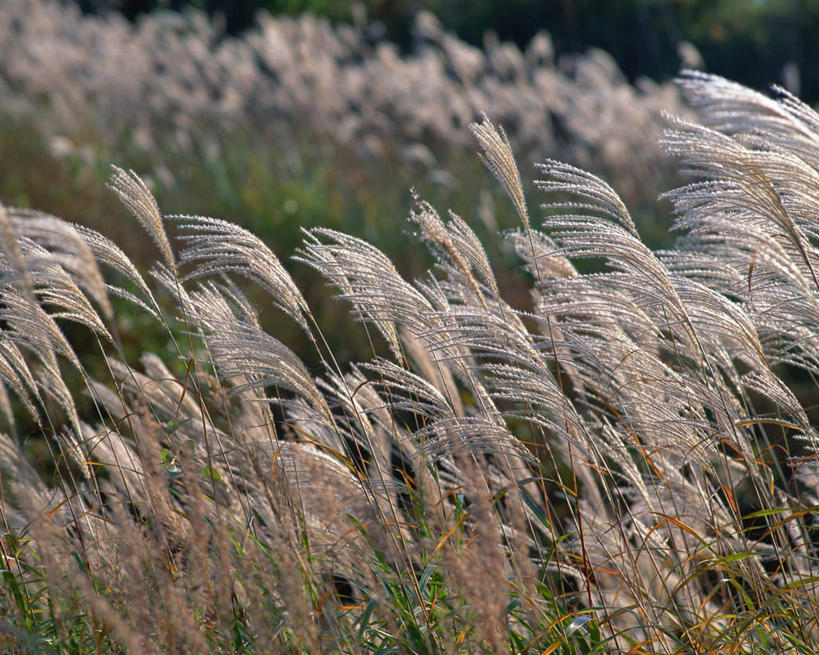 无人,横图,室外,白天,正面,旅游,度假,美景,静冈县,日本,亚洲,许多,景观,芒草,很多,娱乐,自然,享受,休闲,景色,放松,自然风光,东亚,五节芒,本州,本州岛,日本国,中部地方,静冈,管草,管芒,寒芒,彩图