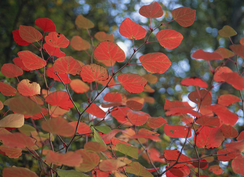 无人,横图,室外,白天,正面,旅游,度假,美景,植物,日本,亚洲,朦胧,模糊,景观,娱乐,树,树木,红色,自然,享受,休闲,景色,放松,生长,成长,自然风光,东亚,本州,关东地方,本州岛,日本国,栃木,栃木县,彩图