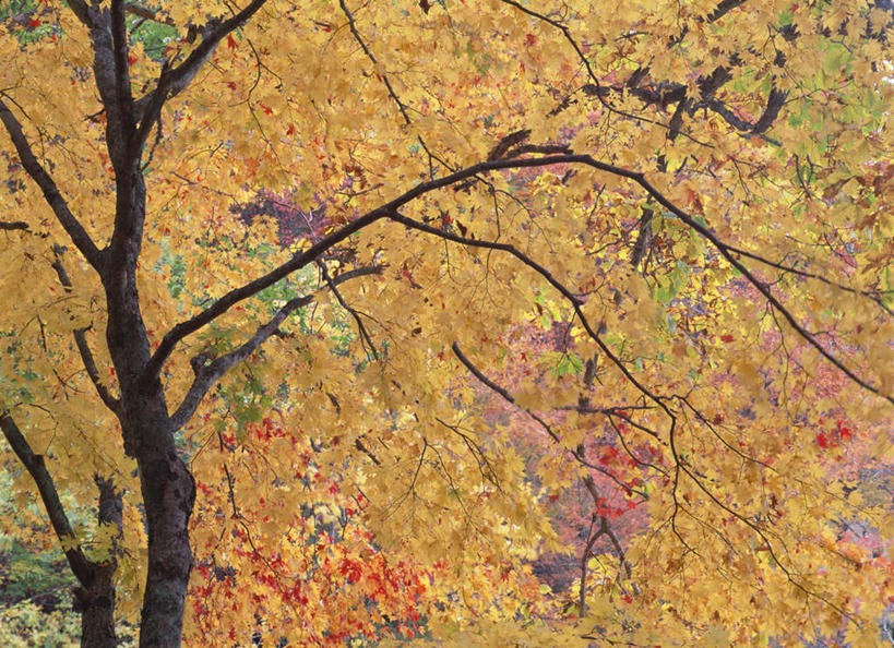 无人,横图,室外,白天,仰视,旅游,度假,美景,秋季,植物,日本,亚洲,景观,娱乐,树,树木,黄色,自然,享受,休闲,景色,放松,生长,成长,自然风光,东亚,本州,本州岛,日本国,东北地方,福岛,福岛县,秋,秋天,彩图,低角度拍摄