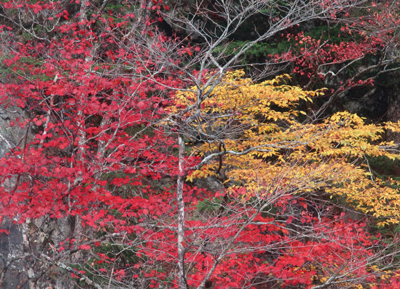 无人,横图,室外,白天,仰视,旅游,度假,美景,秋季,植物,叶子,长野县,日本,亚洲,景观,娱乐,树,树木,红色,自然,享受,休闲,景色,放松,生长,成长,自然风光,东亚,本州,本州岛,日本国,中部地方,长野,叶,叶片,秋,秋天,彩图,低角度拍摄