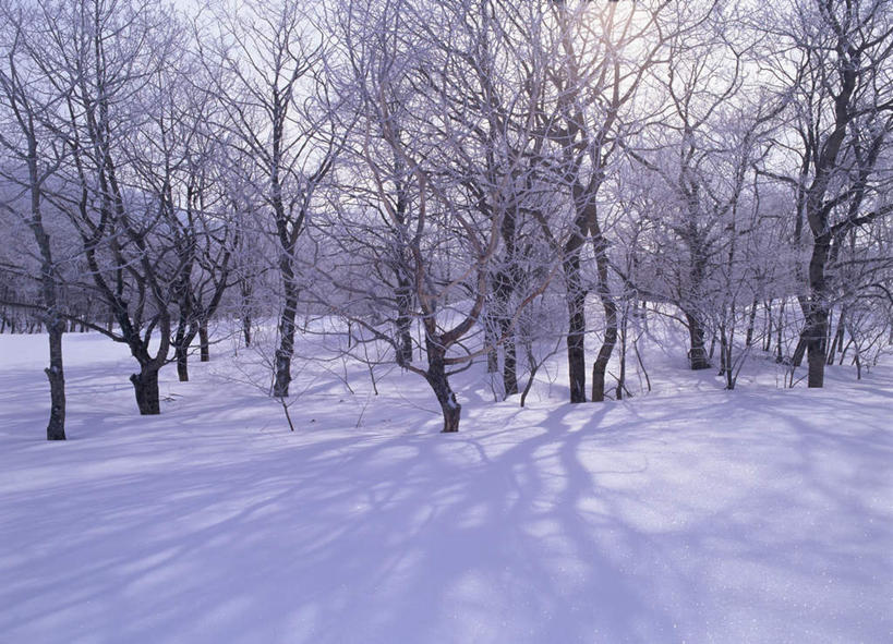 无人,横图,室外,白天,正面,旅游,度假,美景,雪,植物,大雪,日本,亚洲,积雪,景观,雪景,冬天,娱乐,树,树木,自然,享受,休闲,景色,放松,生长,成长,自然风光,东亚,本州,本州岛,日本国,东北地方,福岛,福岛县,彩图