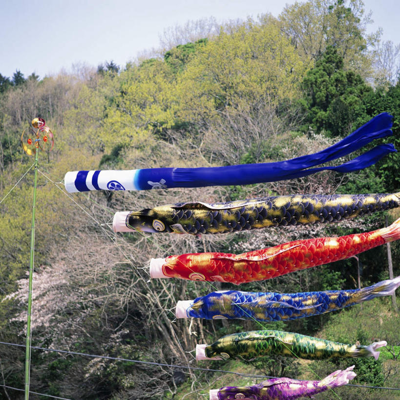 无人,方图,室外,白天,仰视,植物,风向标,风向袋,一排,悬挂,整齐,树,树木,排列,绿色,自然,白桦,生长,成长,队列,风标,桦树,桦皮树,桦木,彩图,低角度拍摄