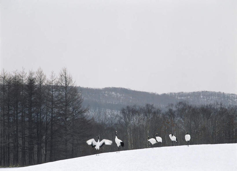 无人,站,横图,室外,白天,正面,旅游,度假,美景,森林,树林,雪,植物,大雪,丹顶鹤,北海道,日本,亚洲,许多,鹤,积雪,景观,雪景,冬天,很多,娱乐,树,树木,蓝色,蓝天,天空,自然,天,站着,享受,休闲,景色,放松,生长,成长,吉祥,高雅,自然风光,东亚,日本国,北海道地方,北海道岛,长寿,鴜鷜,忠贞,仙鹤,站立,彩图,全身