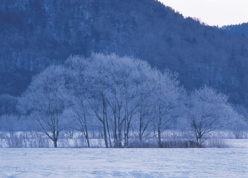 无人,横图,室外,白天,正面,旅游,度假,美景,雪,植物,大雪,北海道,日本,亚洲,积雪,景观,雪景,冬天,娱乐,树,树木,绿色,自然,享受,休闲,景色,放松,白桦,生长,成长,自然风光,东亚,日本国,北海道地方,北海道岛,桦树,桦皮树,桦木,彩图