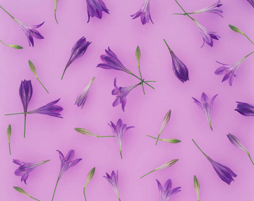 无人,横图,俯视,室内,特写,白天,爱情,许多,紫色背景,盛开,浪漫,花蕾,花,花瓣,花朵,鲜花,排列,紫色,香草,花苞,花蕊,薰衣草,摄影,影棚,队列,呼吸,灵香草,黄香草,白鹤花,白玉簪,玉春棒,玉簪花,宽和,奇迹,恬静,彩图,高角度拍摄,影棚拍摄,拍摄