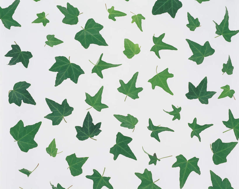 无人,横图,俯视,室内,特写,白天,白色背景,叶子,许多,散落,绿叶,嫩叶,摄影,影棚,叶,叶片,彩图,高角度拍摄,影棚拍摄,拍摄