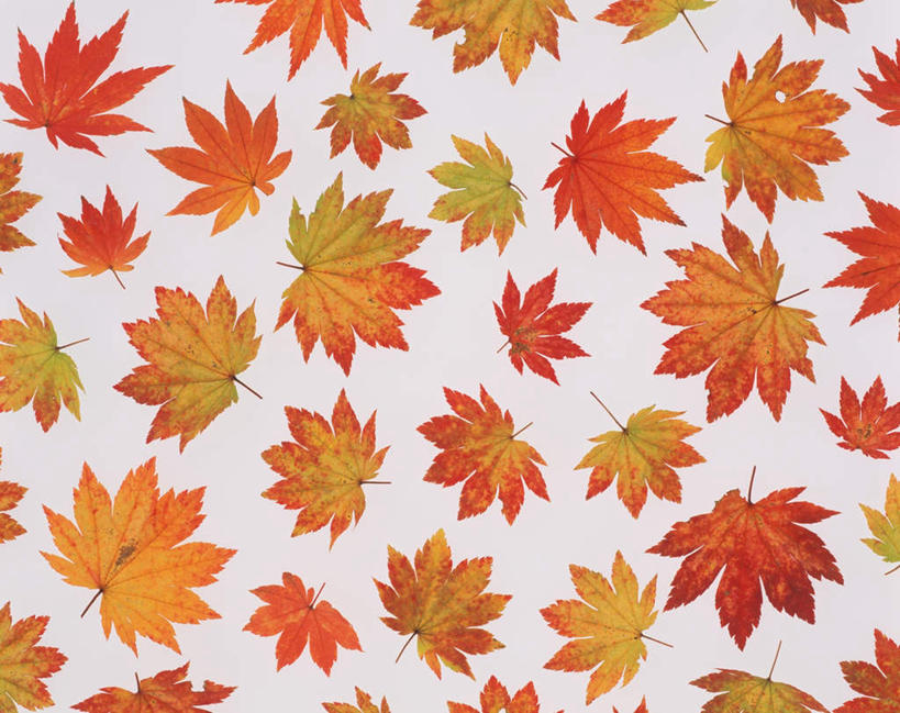 无人,横图,俯视,室内,特写,白天,白色背景,叶子,许多,缝隙,散落,枫叶,枯叶,落叶,黄色,红色,摄影,影棚,枫树叶,叶,叶片,彩图,高角度拍摄,影棚拍摄,拍摄