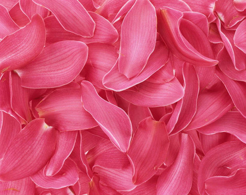 无人,横图,俯视,室内,特写,白天,一堆,许多,堆叠,堆积,盛开,花蕾,花,花瓣,花朵,鲜花,粉色,花苞,花蕊,摄影,影棚,堆,高雅,淡泊,花中君子,大花蕙兰,西姆比兰,兰花,彩图,高角度拍摄,影棚拍摄,拍摄