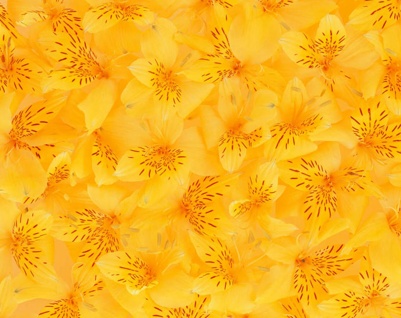 无人,横图,俯视,室内,特写,白天,六出花,一堆,许多,堆叠,堆积,黄色背景,盛开,花蕾,花,花瓣,花朵,鲜花,黄色,花苞,花蕊,摄影,影棚,堆,水仙百合,秘鲁百合,彩图,高角度拍摄,影棚拍摄,拍摄