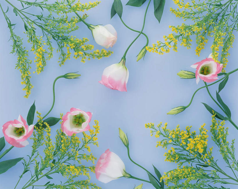 无人,横图,俯视,室内,特写,白天,白色背景,许多,盛开,花蕾,花,花瓣,花朵,鲜花,粉色,花苞,花蕊,摄影,影棚,桔梗花,僧冠帽,草原龙胆,感动,六角荷,永恒,梗草,洋桔梗,彩图,高角度拍摄,影棚拍摄,拍摄