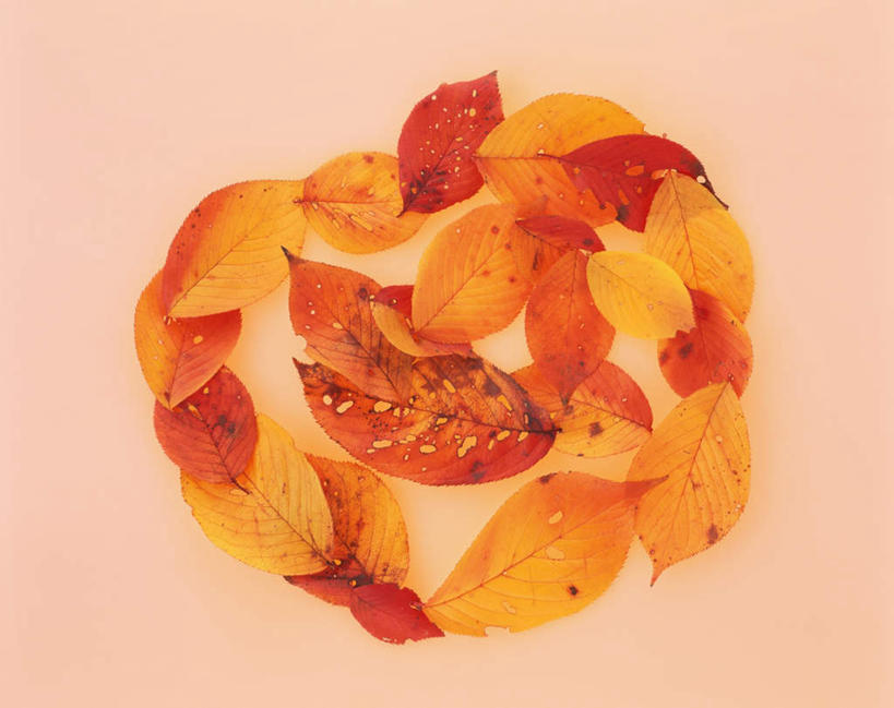 无人,横图,俯视,室内,特写,白天,叶子,许多,橙色背景,环绕,围绕,枯叶,落叶,排列,摄影,影棚,队列,叶,叶片,彩图,高角度拍摄,影棚拍摄,拍摄