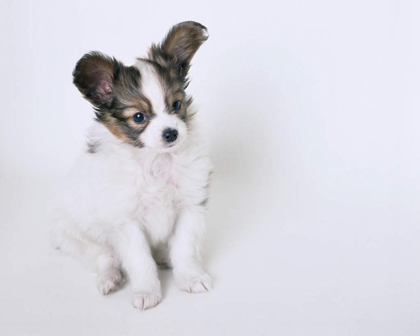 无人,坐,横图,俯视,室内,特写,白天,白色背景,宠物,狗,注视,蝶耳犬,蝴蝶犬,一只,动物,观察,看,可爱,摄影,影棚,观看,察看,关注,忠诚,巴比伦犬,犬,坐着,彩图,高角度拍摄,全身,影棚拍摄,拍摄