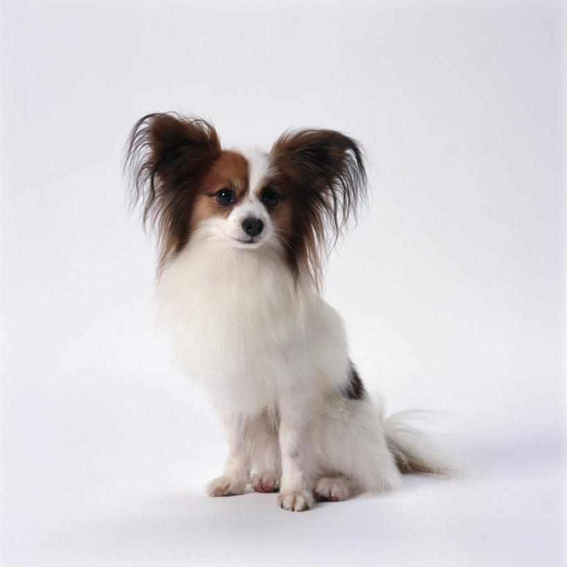 无人,坐,方图,室内,特写,白天,白色背景,正面,宠物,狗,注视,蝶耳犬,蝴蝶犬,一只,动物,观察,看,可爱,摄影,影棚,观看,察看,关注,忠诚,巴比伦犬,犬,坐着,彩图,全身,影棚拍摄,拍摄