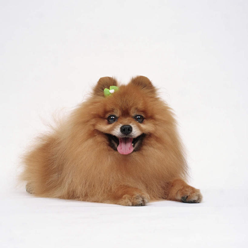 无人,方图,俯视,室内,特写,白天,白色背景,宠物,狗,注视,博美犬,松鼠犬,一只,动物,观察,看,趴着,张嘴,可爱,摄影,影棚,观看,察看,关注,张大嘴巴,忠诚,波美拉尼亚犬,博美狗,张开嘴,犬,趴,彩图,高角度拍摄,全身,影棚拍摄,拍摄