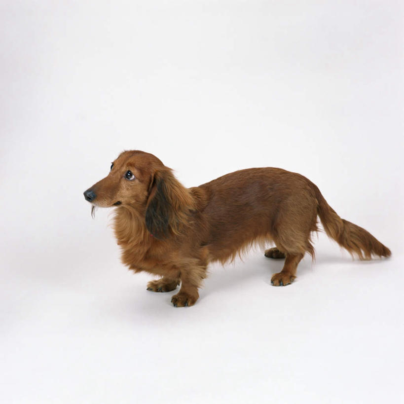 无人,站,方图,俯视,室内,特写,白天,白色背景,宠物,狗,猎犬,注视,一只,动物,观察,看,站着,可爱,摄影,影棚,观看,察看,关注,德国猎犬,忠诚,犬,抬头,仰头,站立,彩图,高角度拍摄,全身,影棚拍摄,拍摄