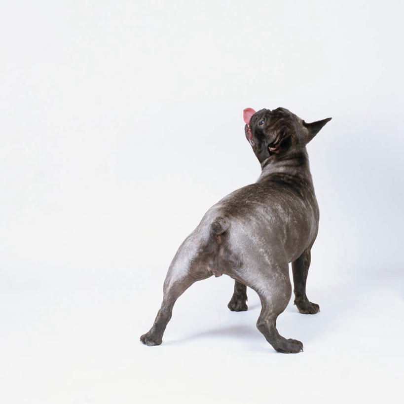 无人,站,方图,室内,特写,白天,白色背景,宠物,狗,斗牛犬,注视,一只,背面,动物,观察,看,站着,可爱,摄影,影棚,观看,察看,关注,牛头犬,忠诚,英国斗牛犬,斗牛狗,老虎狗,英国老虎犬,犬,抬头,仰头,站立,彩图,全身,影棚拍摄,拍摄