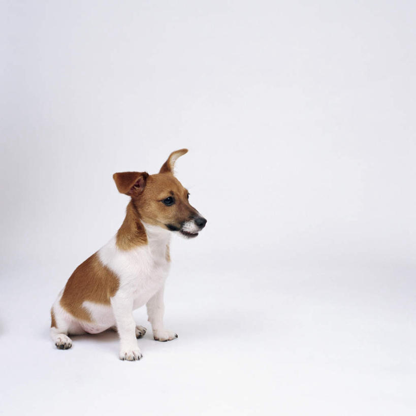 无人,坐,方图,室内,特写,白天,白色背景,侧面,宠物,狗,杰克罗素梗,注视,一只,动物,观察,看,可爱,摄影,影棚,观看,察看,关注,忠诚,帕尔森罗塞尔梗,杰克拉西尔梗,犬,坐着,彩图,全身,影棚拍摄,拍摄