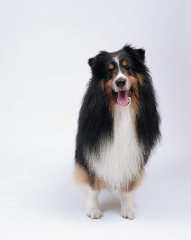 无人,坐,竖图,室内,特写,白天,白色背景,正面,宠物,狗,注视,一只,动物,观察,看,张嘴,可爱,摄影,影棚,牧羊犬,观看,察看,关注,张大嘴巴,喜乐蒂牧羊犬,忠诚,设得兰群岛牧羊犬,谢德兰牧羊犬,张开嘴,犬,坐着,彩图,全身,影棚拍摄,拍摄