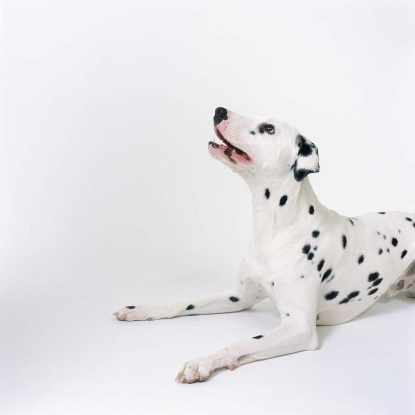 无人,方图,室内,特写,白天,白色背景,侧面,宠物,狗,图案,斑点,斑点狗,大麦町犬,注视,一只,动物,观察,看,趴着,张嘴,可爱,摄影,影棚,观看,察看,关注,张大嘴巴,忠诚,斑点犬,张开嘴,犬,趴,抬头,仰头,半身,彩图,影棚拍摄,拍摄