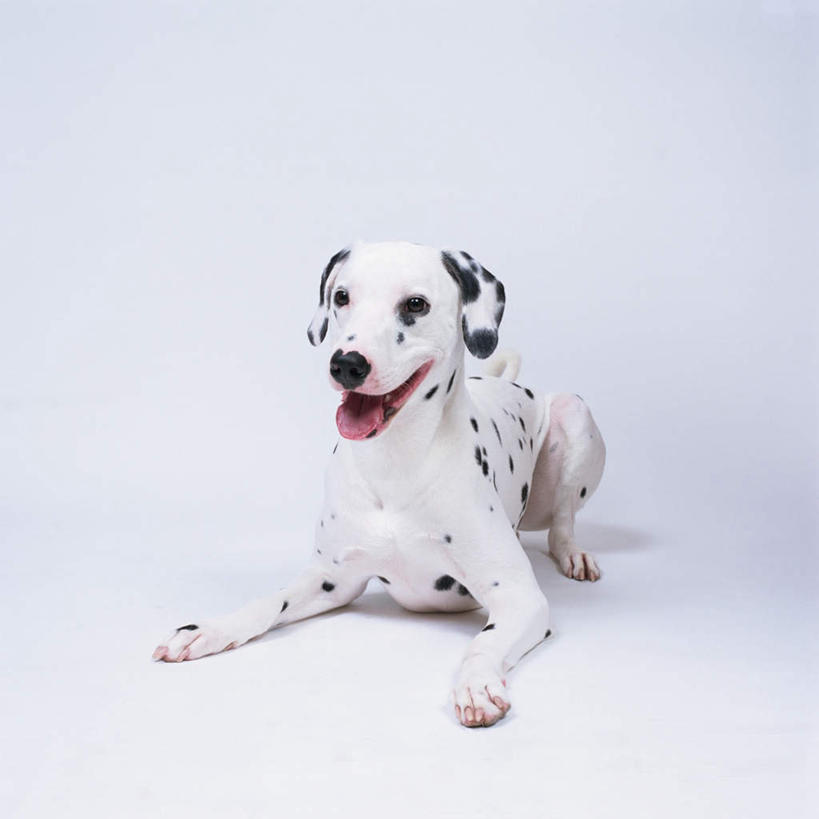 无人,方图,室内,特写,白天,白色背景,正面,宠物,狗,图案,斑点,斑点狗,大麦町犬,注视,一只,动物,观察,看,趴着,张嘴,可爱,摄影,影棚,观看,察看,关注,张大嘴巴,忠诚,斑点犬,张开嘴,犬,趴,彩图,全身,影棚拍摄,拍摄