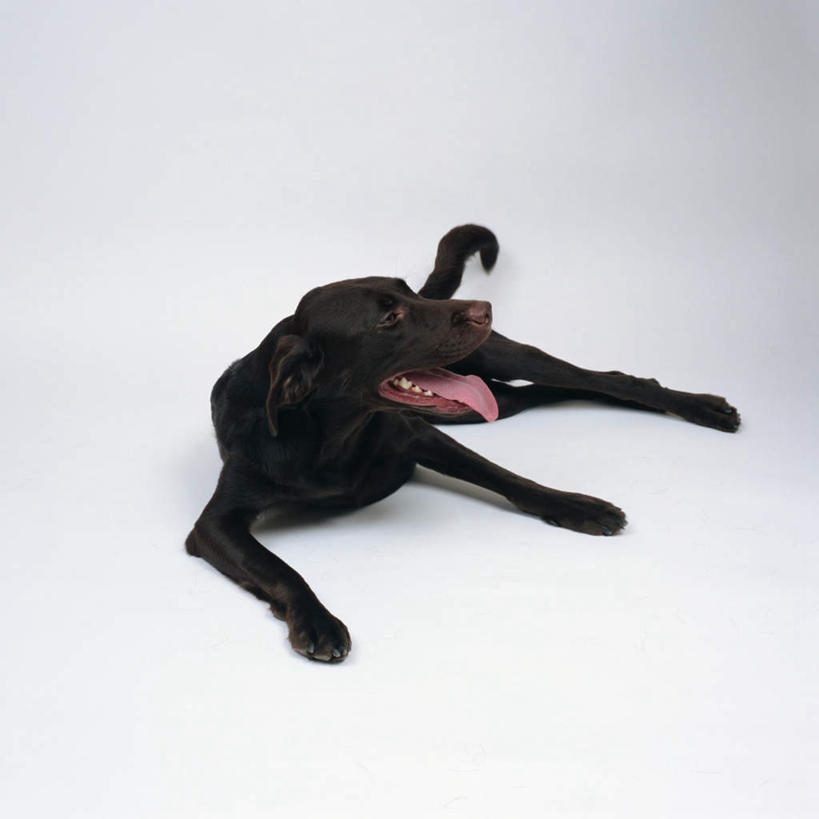 无人,方图,室内,特写,白天,白色背景,正面,宠物,狗,拉布拉多,注视,拉布拉多猎犬,吐舌头,一只,黑色,动物,观察,看,趴着,伸舌头,张嘴,吐舌,可爱,摄影,影棚,观看,察看,关注,拉布拉多犬,张大嘴巴,忠诚,张开嘴,犬,趴,彩图,全身,影棚拍摄,拍摄