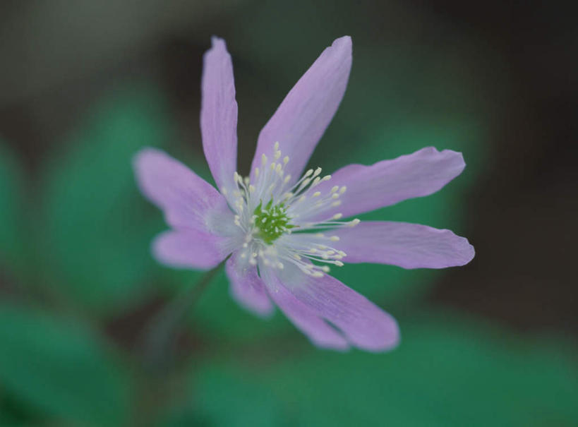 无人,横图,俯视,室外,特写,白天,旅游,度假,美景,朦胧,模糊,盛开,景观,花蕾,娱乐,花,花瓣,花朵,鲜花,一朵,紫色,自然,花苞,花茎,花蕊,享受,休闲,景色,放松,自然风光,花梗,彩图,高角度拍摄