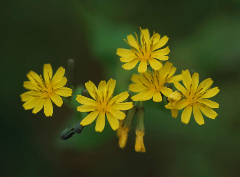 无人,横图,俯视,室外,特写,白天,旅游,度假,美景,许多,朦胧,模糊,盛开,景观,花蕾,娱乐,花,花瓣,花朵,鲜花,黄色,自然,花苞,花茎,花蕊,享受,休闲,景色,放松,自然风光,花梗,彩图,高角度拍摄