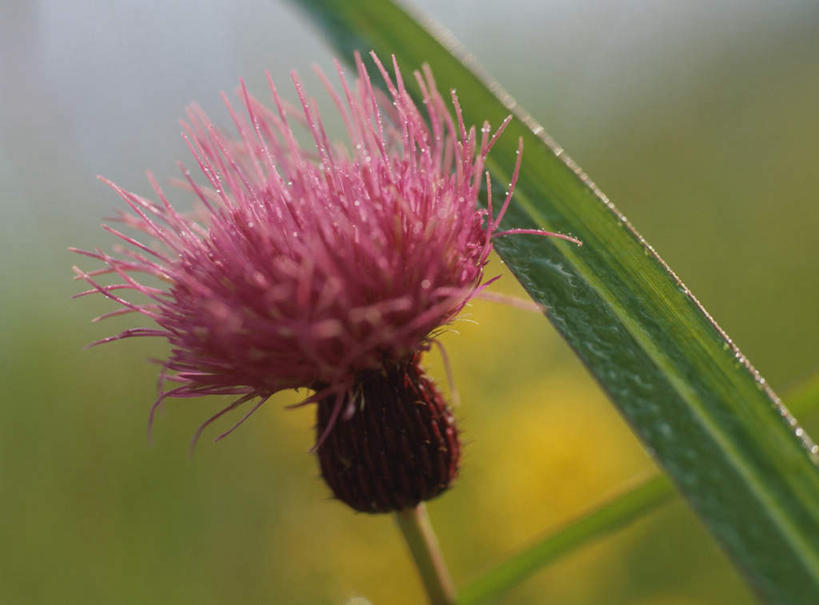 无人,横图,室外,特写,白天,正面,旅游,度假,美景,水,露水,朦胧,模糊,盛开,液体,景观,水滴,花蕾,娱乐,花,花瓣,花朵,鲜花,一朵,粉色,自然,花苞,花茎,花蕊,享受,休闲,景色,放松,自然风光,花梗,彩图