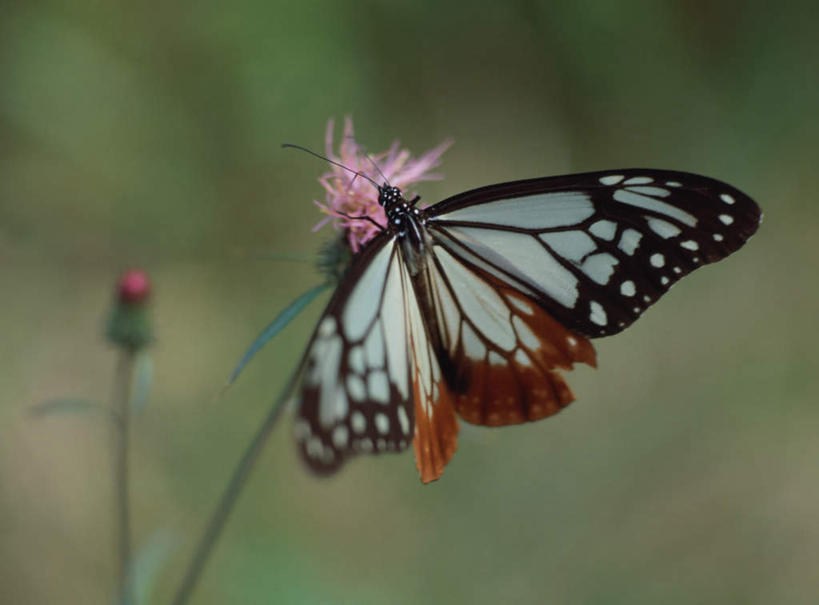 无人,横图,室外,特写,白天,正面,旅游,度假,美景,蝴蝶,朦胧,模糊,盛开,景观,花蕾,娱乐,花,花瓣,花朵,鲜花,一只,粉色,自然,花苞,花茎,花蕊,趴着,享受,休闲,景色,放松,自然风光,花梗,趴,彩图,全身