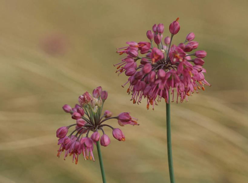 无人,横图,俯视,室外,特写,白天,旅游,度假,美景,朦胧,模糊,盛开,景观,葱,花蕾,娱乐,花,花瓣,花朵,鲜花,两朵,红色,自然,花苞,花茎,花蕊,享受,休闲,景色,放松,自然风光,花梗,日本葱,彩图,高角度拍摄