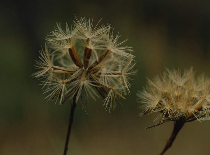 无人,横图,室外,特写,白天,正面,爱情,旅游,度假,美景,蒲公英,枯萎,朦胧,模糊,景观,花蕾,娱乐,花,花瓣,花朵,两朵,白色,自然,花苞,花茎,花蕊,享受,休闲,景色,放松,死亡,自然风光,花梗,开朗,蒲公草,尿床草,彩图