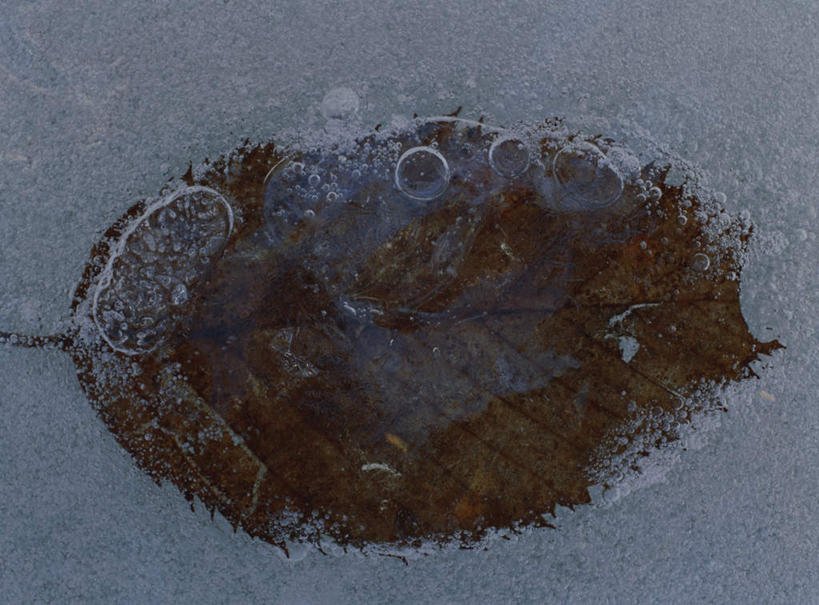 无人,横图,俯视,室外,特写,白天,旅游,度假,美景,水,叶子,一片,枯萎,朦胧,模糊,液体,景观,气泡,水滴,枯叶,娱乐,冰冻,黄色,自然,享受,休闲,景色,放松,死亡,自然风光,叶,叶片,彩图,高角度拍摄