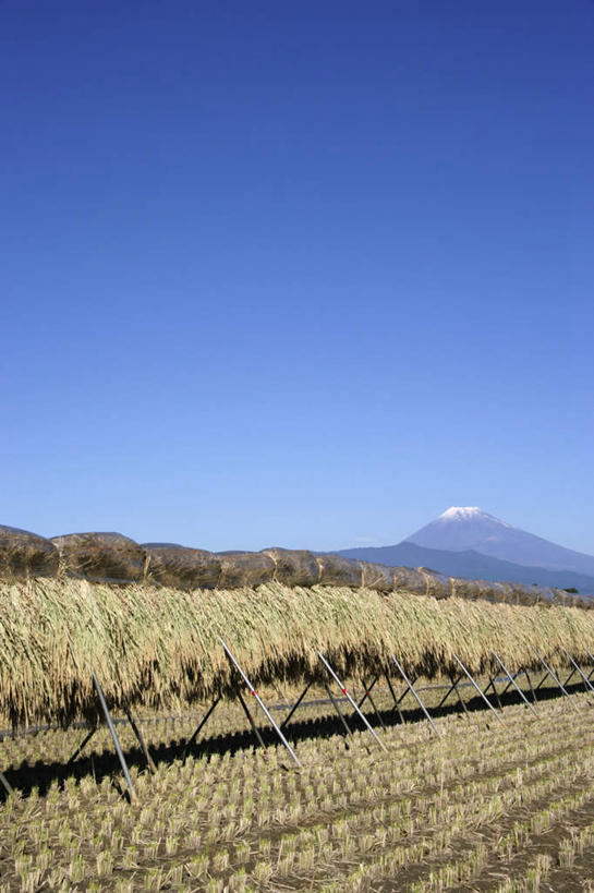 无人,农田,竖图,室外,白天,正面,旅游,度假,农业,庄稼,美景,山,山脉,富士山,静冈县,日本,亚洲,一排,整齐,景观,山峰,稻草,山峦,娱乐,捆,排列,蓝色,蓝天,天空,自然,群山,天,享受,休闲,景色,放松,晴朗,队列,自然风光,干的,东亚,本州,万里无云,本州岛,日本国,中部地方,静冈,晴空,晴空万里,彩图,耕地,庄稼田